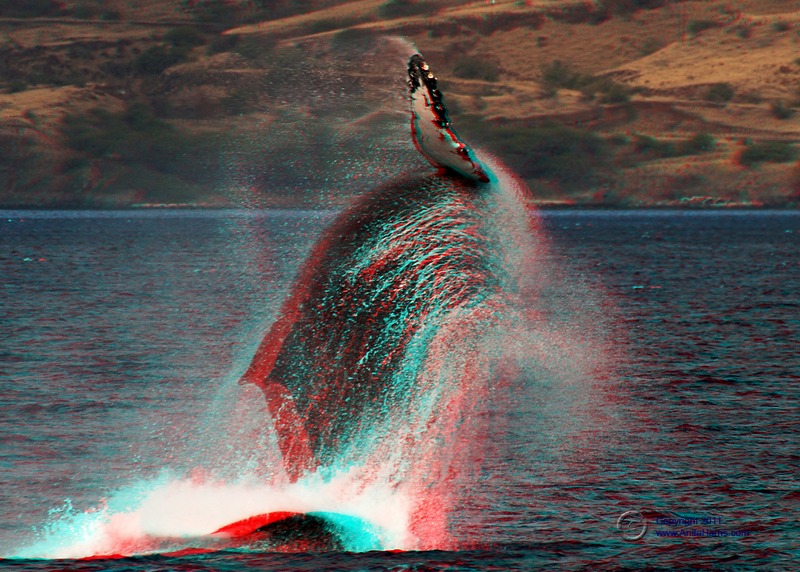 whale-seq2-3d-anita-harris