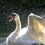 Mute Swan, splash time -img_5826_1.jpg