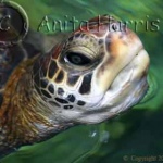 Green Turtle in Hawaii - img_6656_1_w.jpg