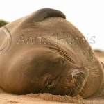 Hawaiian Monk Seal - img_6871_3_w.jpg