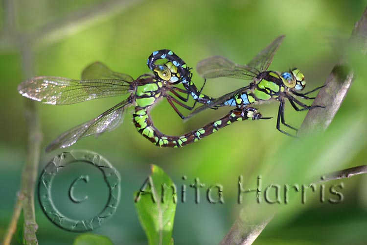 Mating Dragonflies -img_3882.jpg