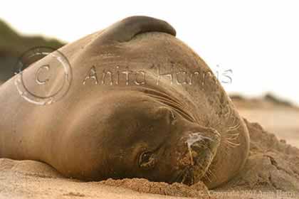 Hawaiian Monk Seal - img_6871_3_w.jpg