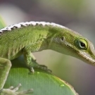 Maui Lizard