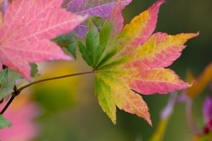 Maple leaf in Fall
