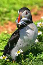 Small Sidebar image - puffin with Sandeels - img_3299_2_small.jpg