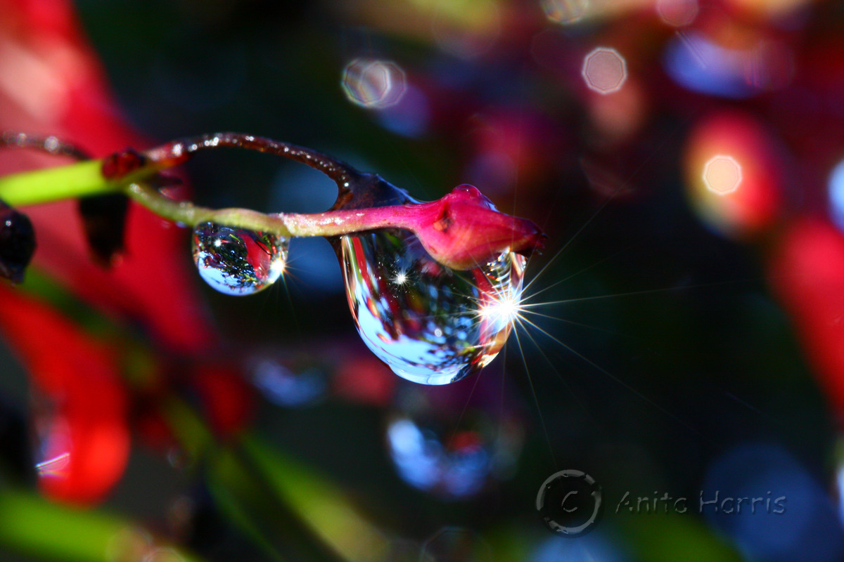 Sparkling Droplets-4239