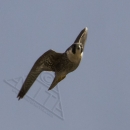 Peregrine Falcon, Maui