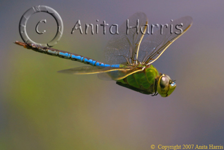 Hovering Dragonfly - dragonfly_2866_8_w.jpg