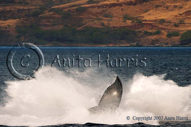 Humback Whale Breaching (3of3) - whale-seq4_w.jpg