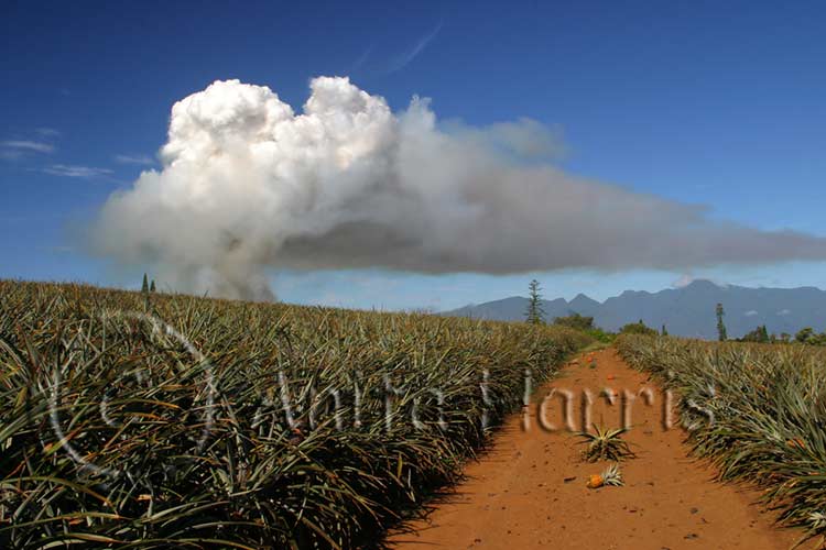 Sugar cane fire and Pineapple Field -img_4978_1.jpg
