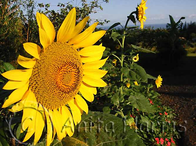 Sunflower in Haiku - 030922_img_9323.jpg