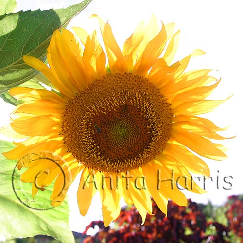 Sunflower -img_3145_w.jpg