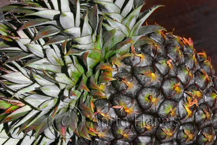 Pineapple with 5 tops - img_4921_1_w.jpg