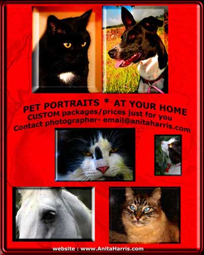 Pet Portraits - pet-portraits.jpg