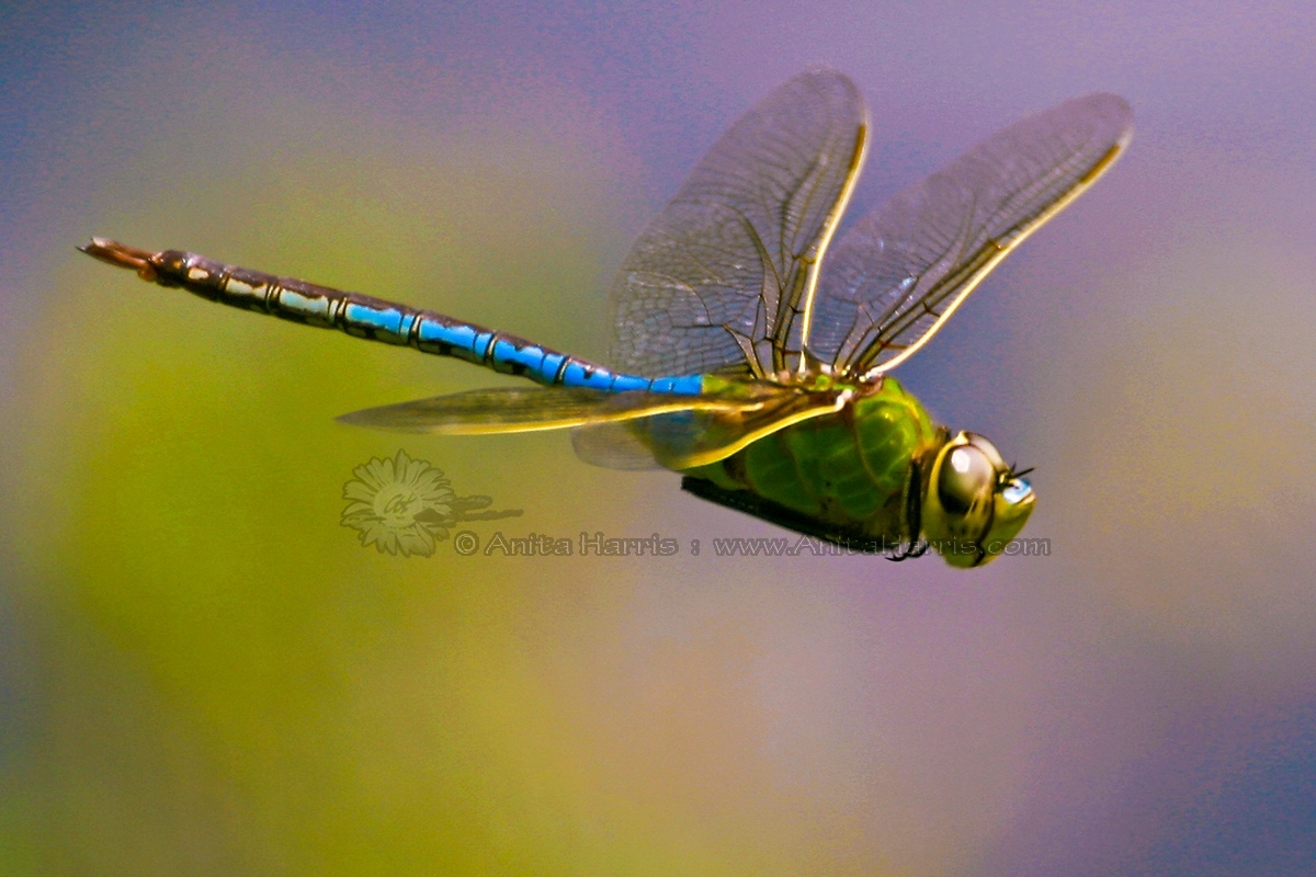 dragonfly_2866_9w-g-anita-harris