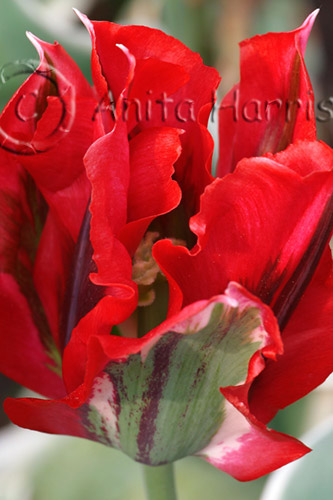 Red Tulips at Wisley RHS -img_1163_1.jpg