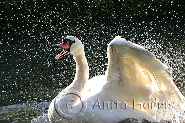 Mute Swan, splash time -img_5826_1.jpg