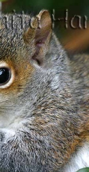 Baby Squirrel -img_0611.jpg