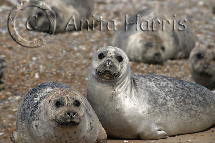 Common Seals at Blakeney Point Norfolk -img_4313_1.jpg