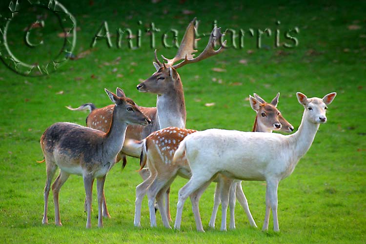 Herd of Fallow Deer at Petworth -img_4773_1.jpg