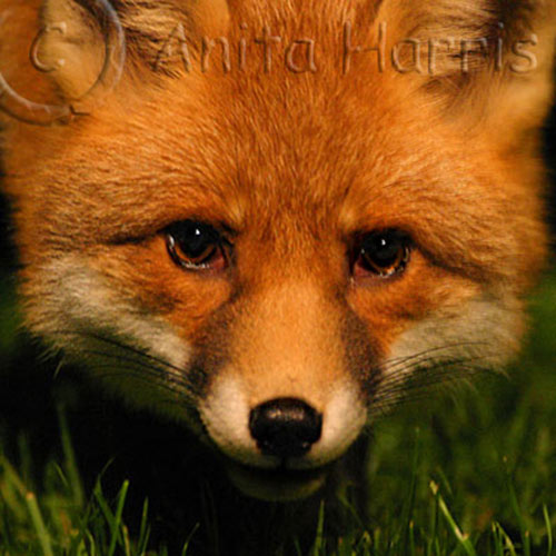 Red Fox Portrait -img_6006_1-cw.jpg