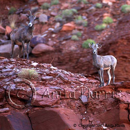 Mill Canyon Goats Moab - img_2837_w.jpg