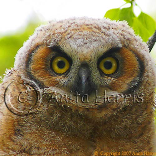 Great Horned Owl Fledgling - img_4584_2_w.jpg