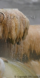 Mammoth Hot Springs - img_4433_w.jpg
