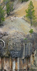 Goats on Yellowstone Canyon Cliffs - img_4675_w.jpg