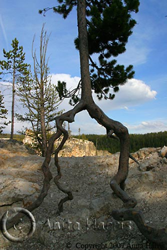 Tree at Yellowstone Canyon - img_4058_w.jpg