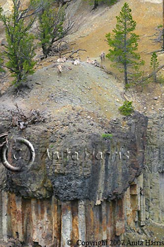 Goats on Yellowstone Canyon Cliffs - img_4675_w.jpg