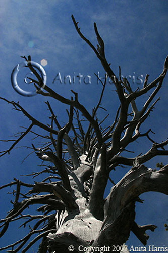 Dead Tree, Blue Sky - img_5027_w.jpg