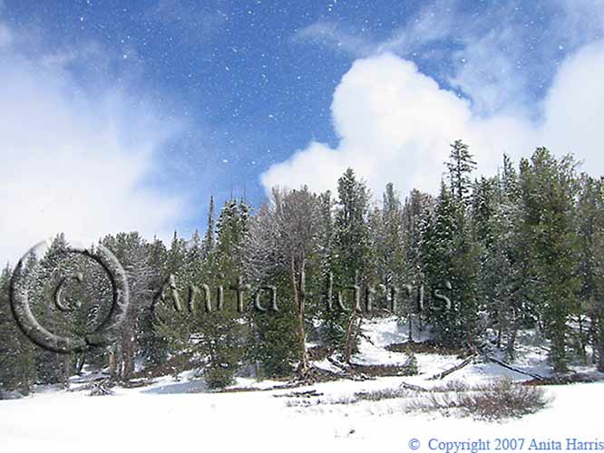Snowing at Craigs Pass -yellowstone-ixus-6_w.jpg