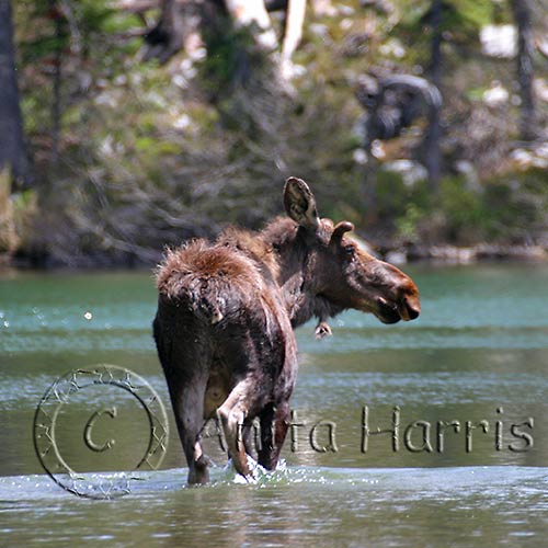 Wading Moose - img_3393_w.jpg