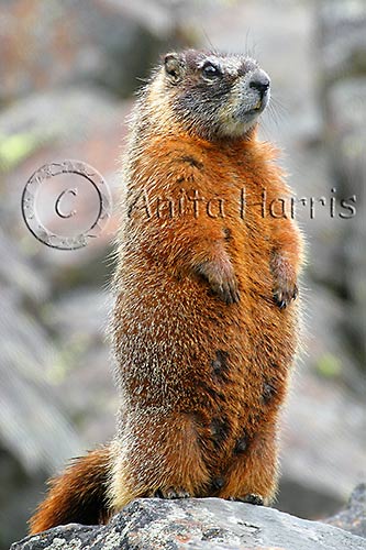 Furry Marmot - img_4984_2_w.jpg