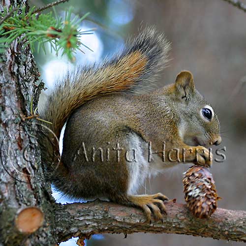 Squirrel with Pine Cone - img_5202_w.jpg