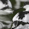 Avocets in England