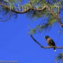 Minor bird singing for spring - img_0293_w.jpg