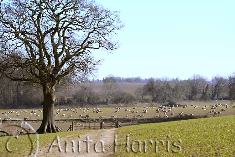 Fields around Hambledon - img_5455.jpg