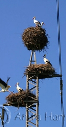 Nesting Storks - img_00060.jpg