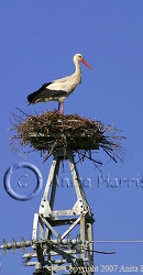 Nesting Stork on a pylon -img_00068_w.jpg