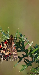 Spanish Festoon Butterfly - img_00110_w.jpg