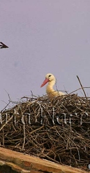 Storks nesting on Church Spire -img_00232_w.jpg