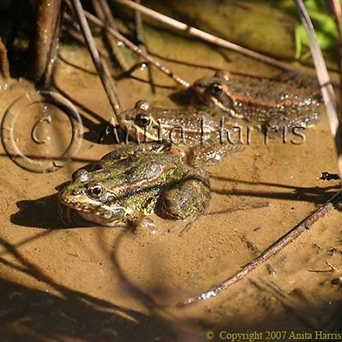 Copper Frogs - img_00026_w.jpg