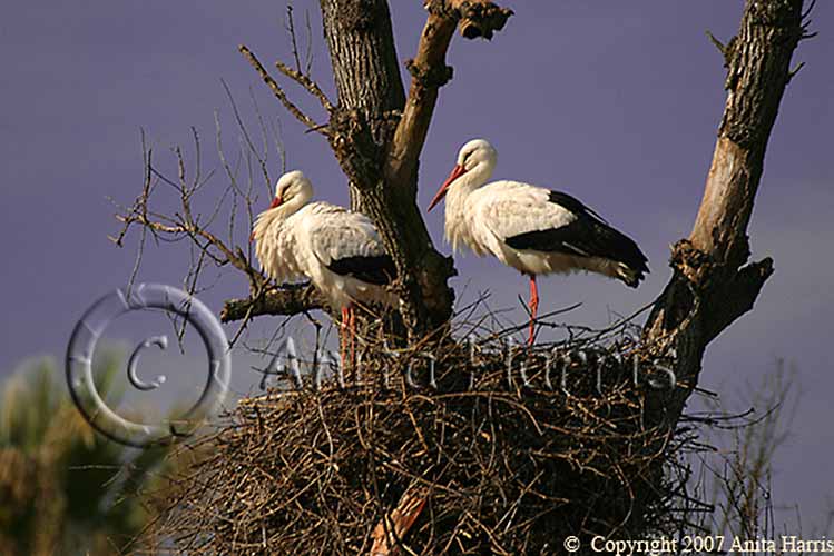 Nesting Storks -img_00107_w.jpg