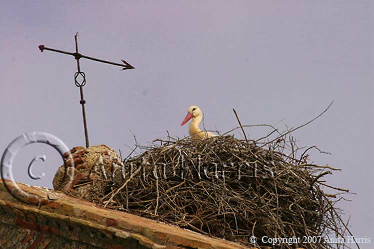 Storks nesting on Church Spire -img_00232_w.jpg