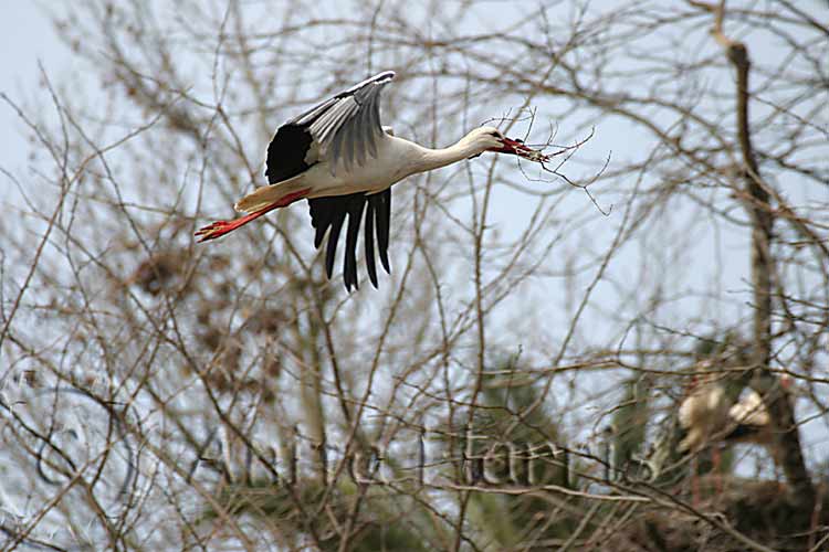 Flying Stork with twigs -img_00271.jpg