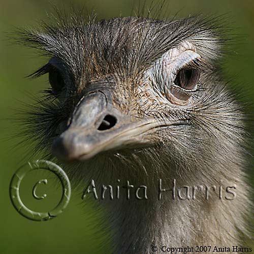 Emu at a Nature Reserve -img_00384_w.jpg