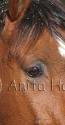 Horse Portrait - img_3307_w.jpg