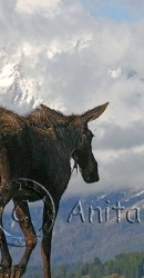 Moose with a View - img_3542_w.jpg